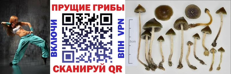 Псилоцибиновые грибы мухоморы  купить наркотик  Сосновоборск 